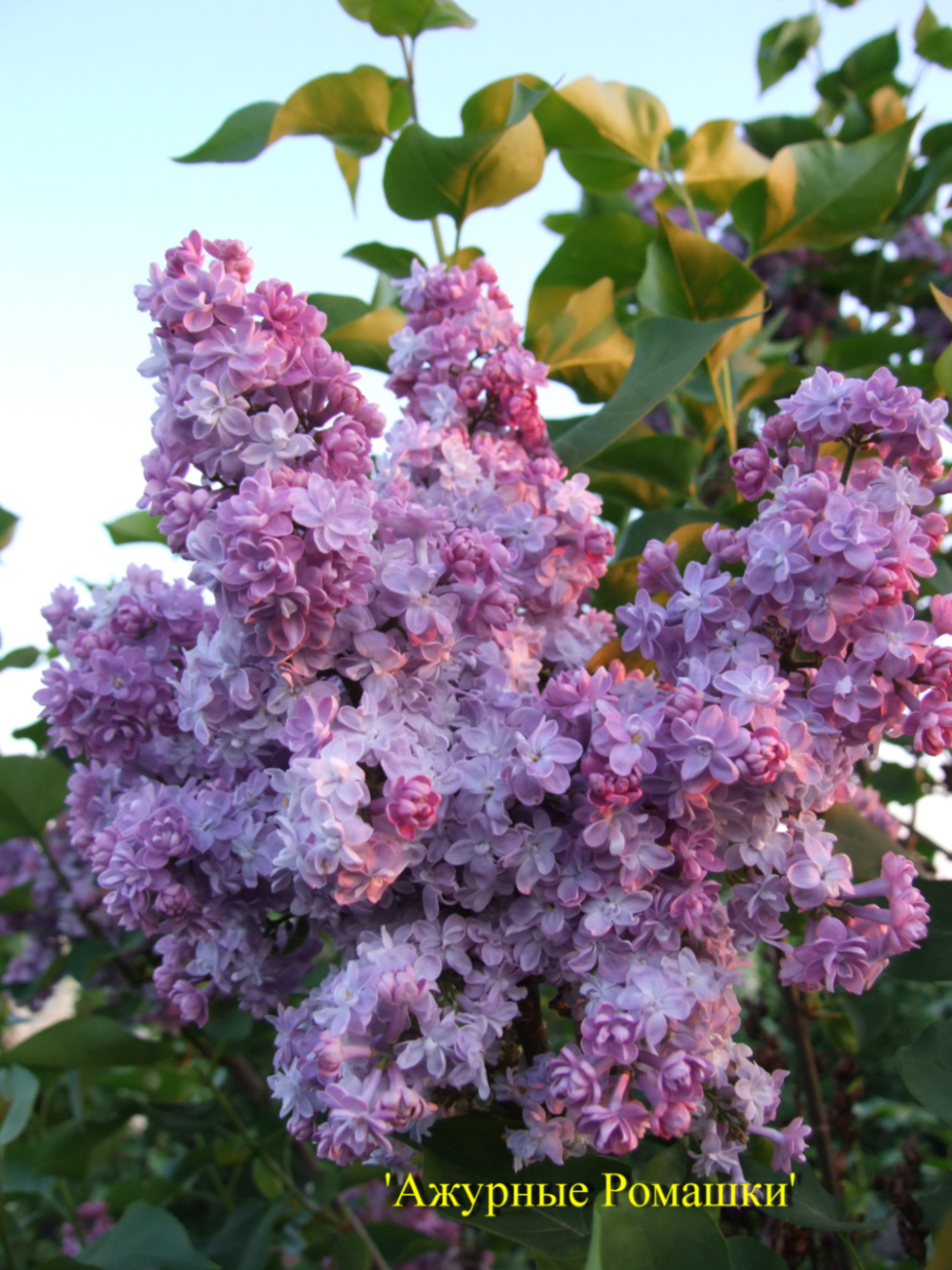 Сирень обыкновенная Ажурные Ромашки